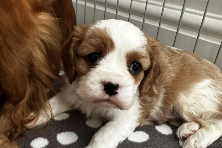 Cavalier King Charles Spaniel