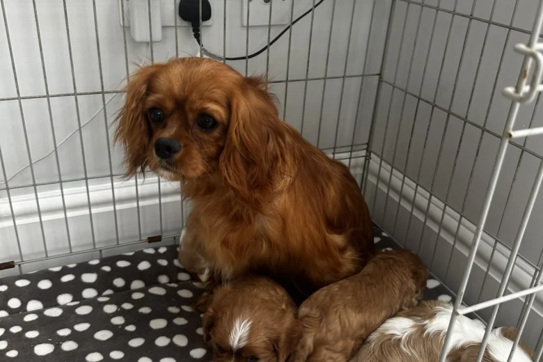 Cavalier King Charles Spaniel