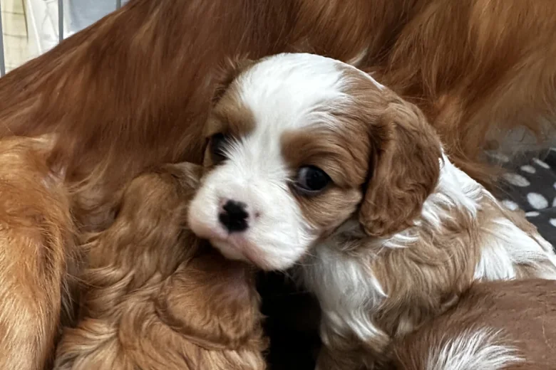 Cavalier King Charles Spaniel