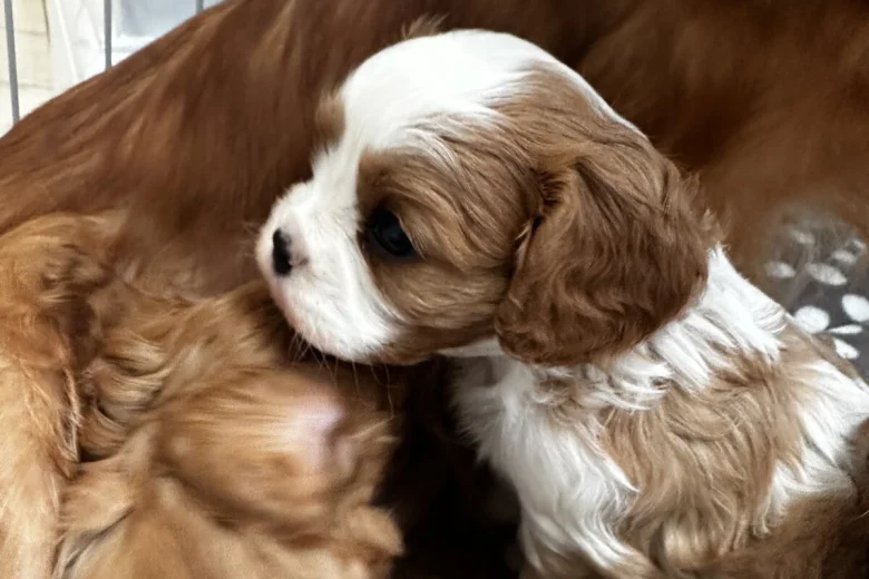 Cavalier King Charles Spaniel