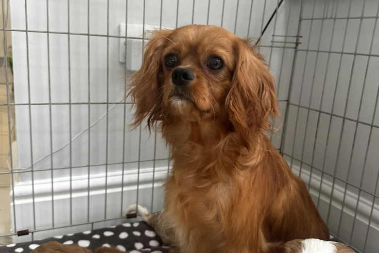 Cavalier King Charles Spaniel