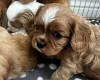 Cavalier King Charles Spaniel