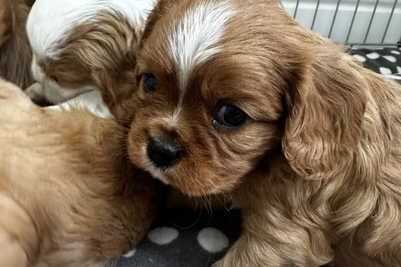 Cavalier King Charles Spaniel