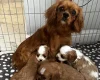 Cavalier King Charles Spaniel