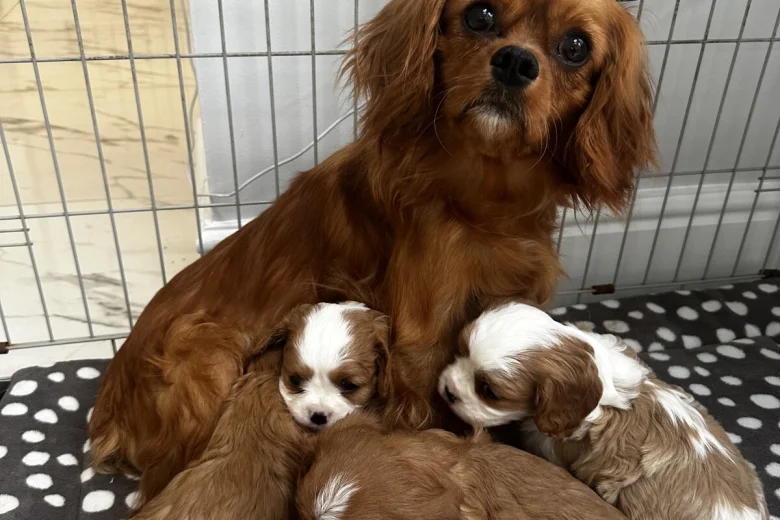 Cavalier King Charles Spaniel