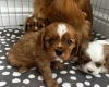 Cavalier King Charles Spaniel