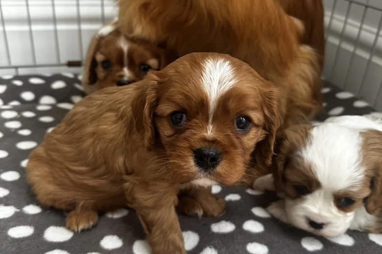 Cavalier King Charles Spaniel