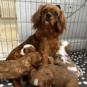 Cavalier King Charles Spaniel