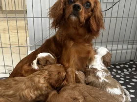 Cavalier King Charles Spaniel