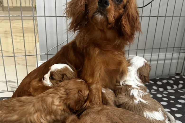 Cavalier King Charles Spaniel