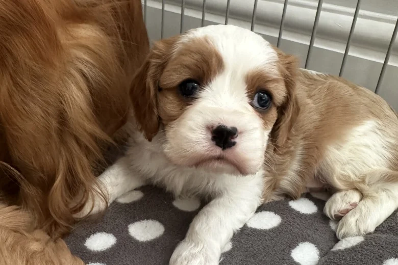 Cavalier King Charles Spaniel