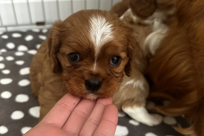 Cavalier King Charles Spaniel