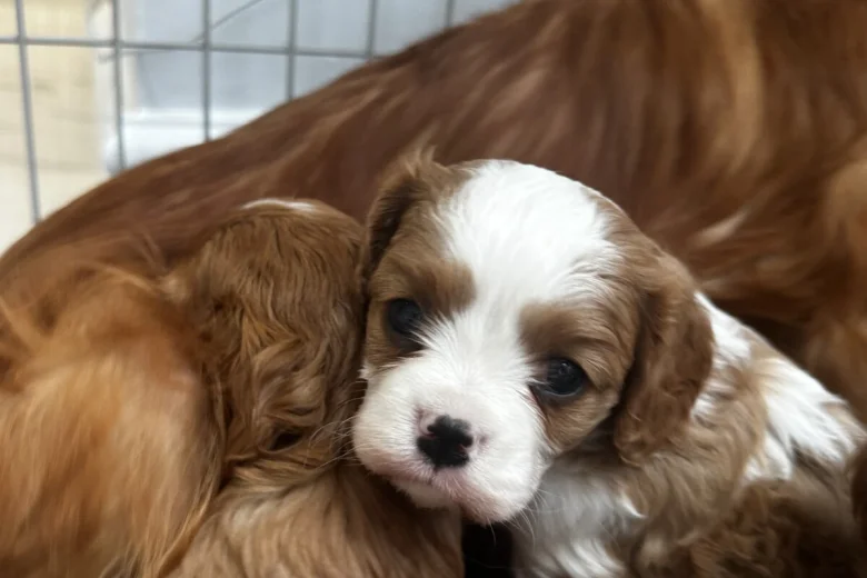 Cavalier King Charles Spaniel
