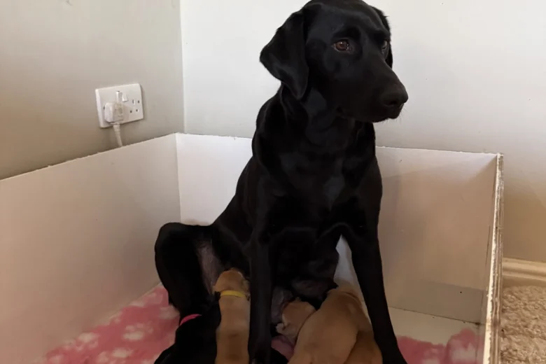 Labrador Retriever
