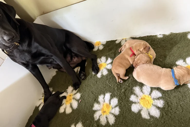Labrador Retriever