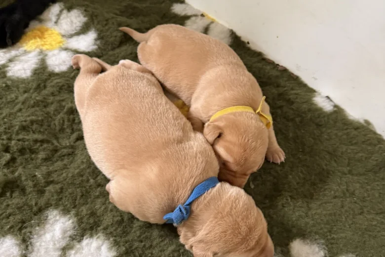 Labrador Retriever