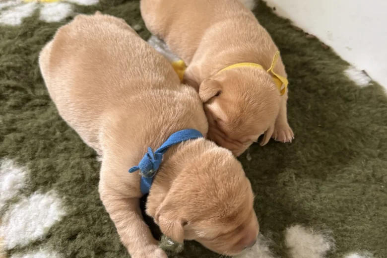 Labrador Retriever