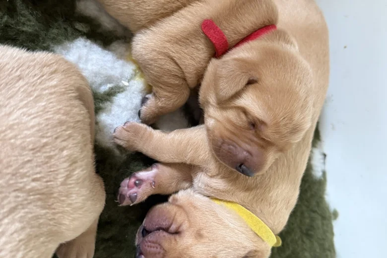 Labrador Retriever