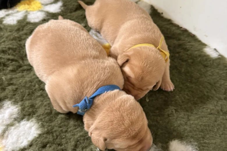 Labrador Retriever