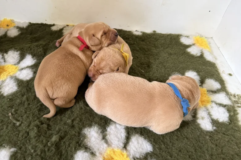 Labrador Retriever