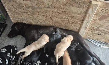Labrador Retriever
