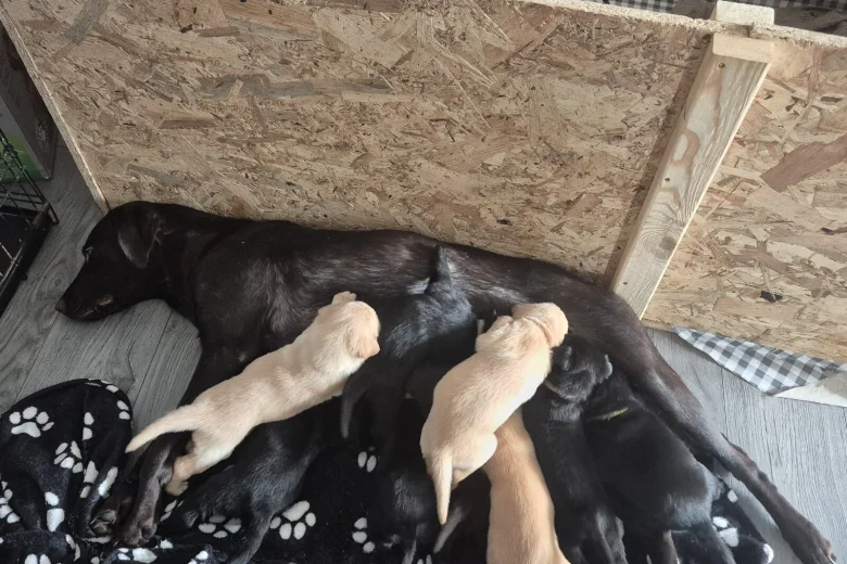 Labrador Retriever