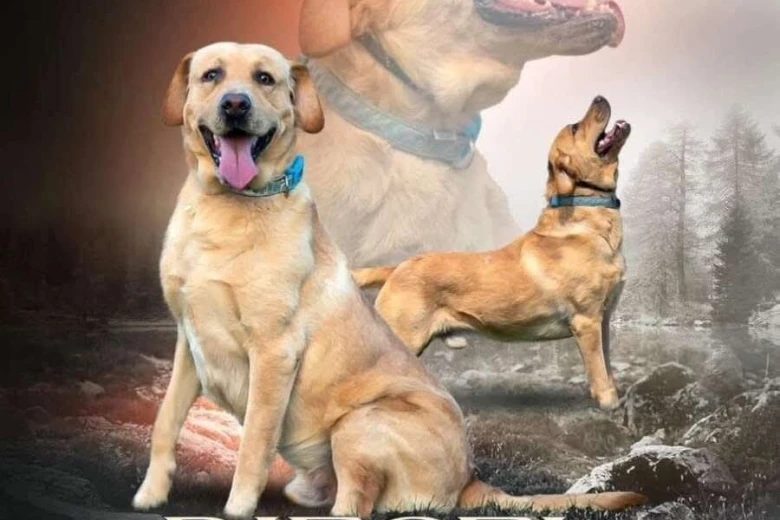 Labrador Retriever