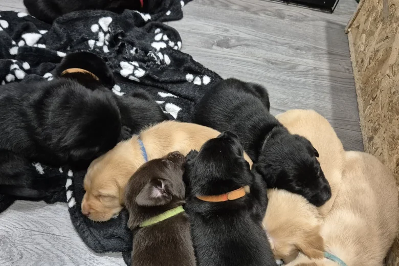 Labrador Retriever