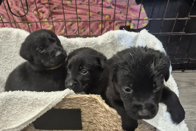 Labrador Retriever