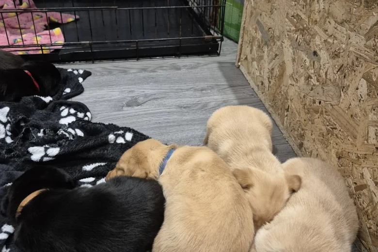 Labrador Retriever