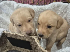 Labrador Retriever