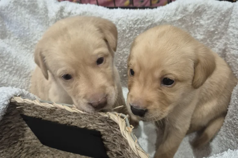 Labrador Retriever