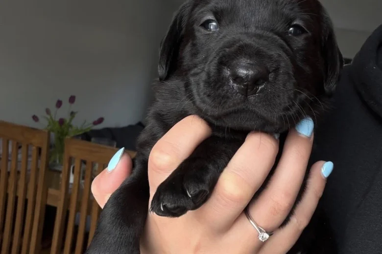 Labrador Retriever