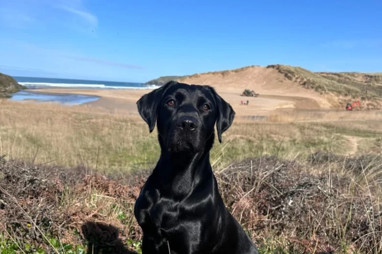 Labrador Retriever