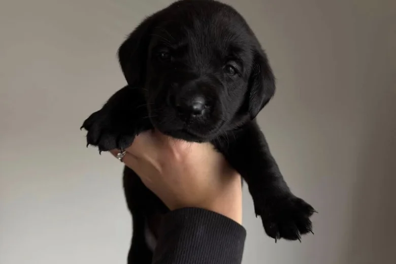 Labrador Retriever