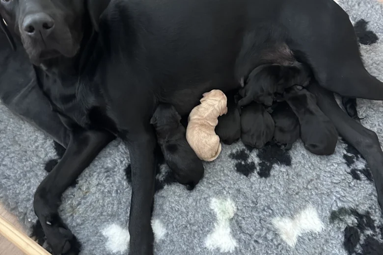 Labrador Retriever