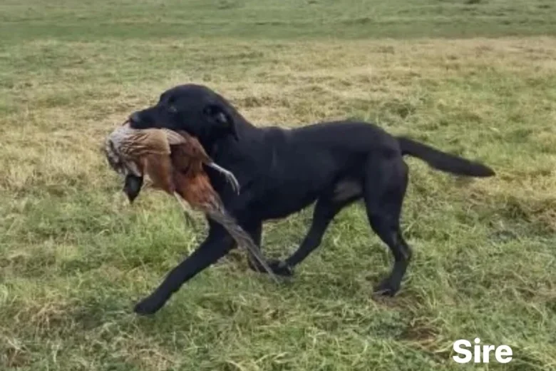 Labrador Retriever