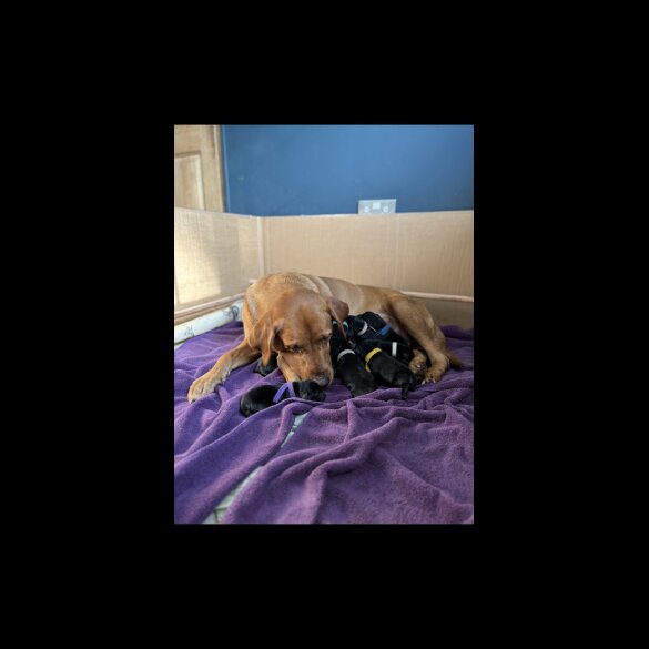Labrador Retriever