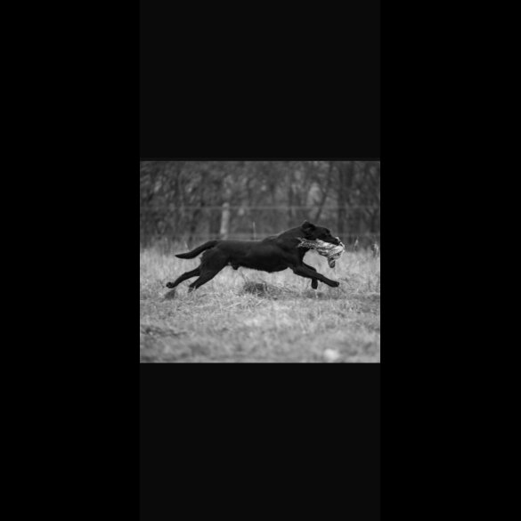 Labrador Retriever