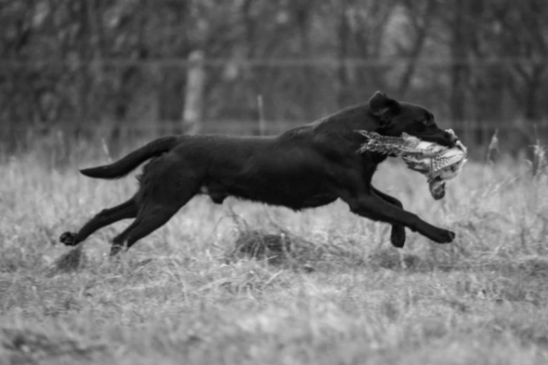 Labrador Retriever