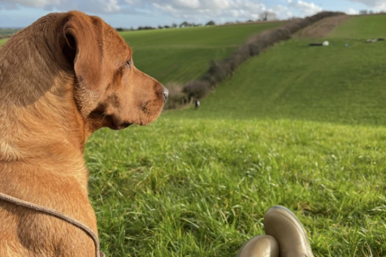 Labrador Retriever