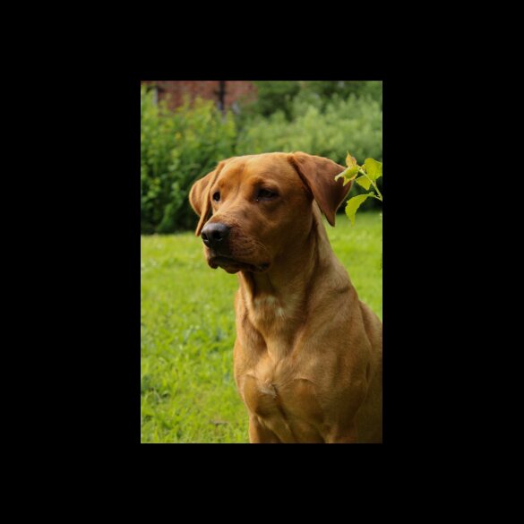 Labrador Retriever