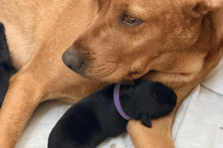 Labrador Retriever