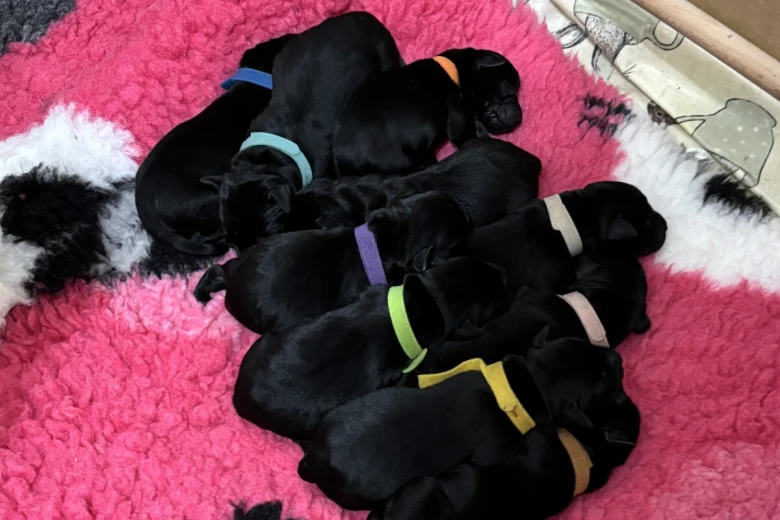 Labrador Retriever