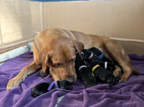 Labrador Retriever