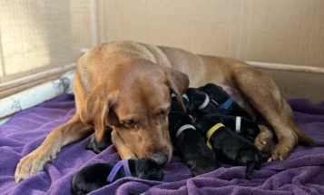Labrador Retriever