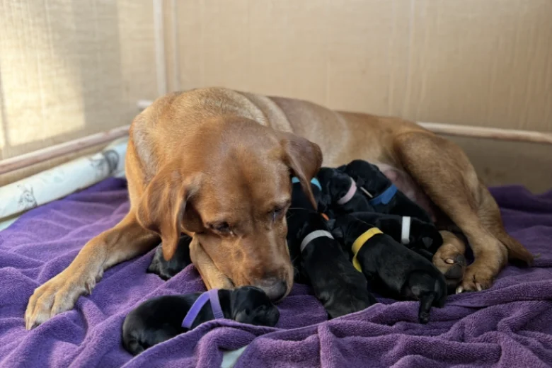 Labrador Retriever