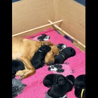 Labrador Retriever