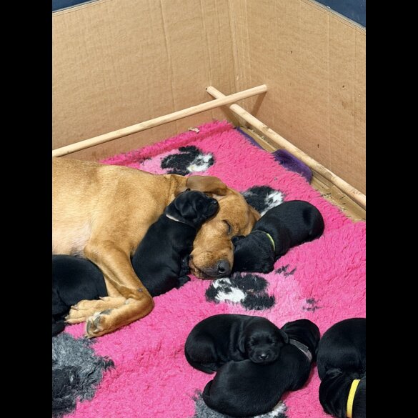 Labrador Retriever