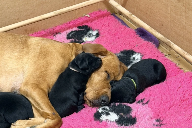 Labrador Retriever